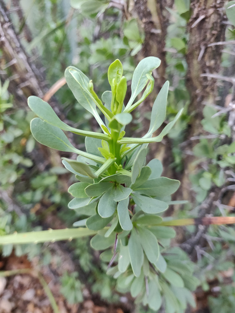 ocotillo_long_shoot_growth.jpg