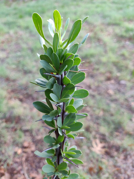 ocotillo_short_shoots.jpg