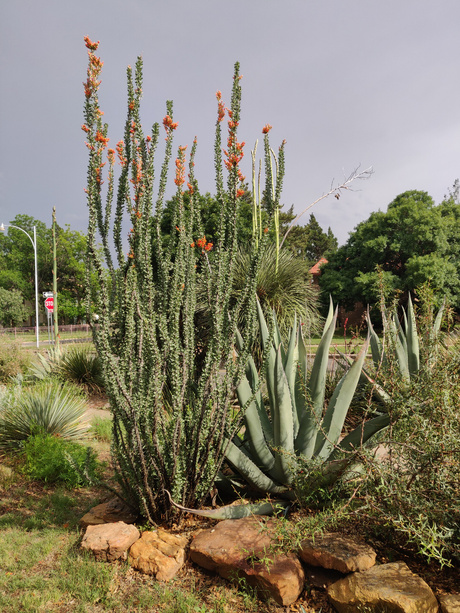 ocotillo_whole_plant.jpg