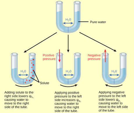 Figure illustrating that presure and solutes both cause water movement. Open Textbook Library *Biology* 2013. Fig 30.32.