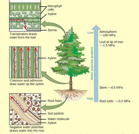 Open Textbook Library *Biology* 2013. Fig 30.34.