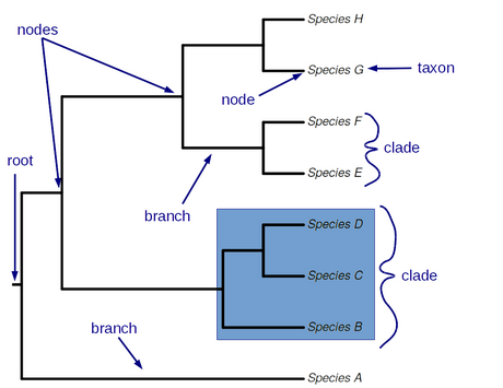 phylogeny_annotated.png