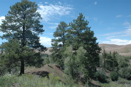 pinus_ponderosa_great_sand_dunes_schwilk.jpg