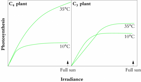 plantsinaction.science.uq.edu.au-fig2.6.png