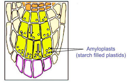 root-cap-gravity.jpg