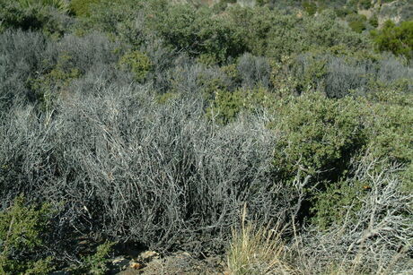 santa-rosa-ceanothus-death.jpg