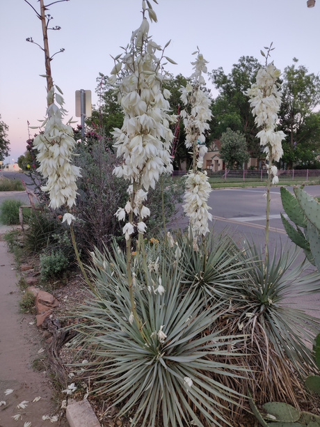 /Yucca thompsoniana/ in my yard May 2019