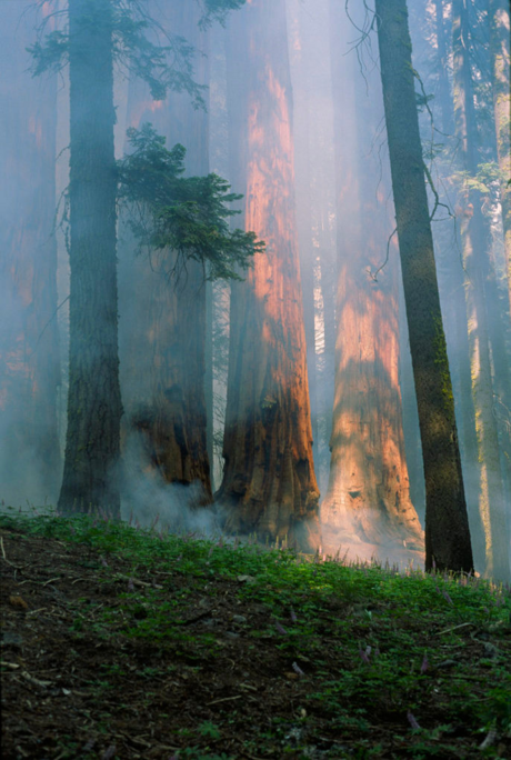 sequoia-smoke-schwilk.png