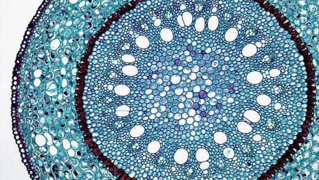 Microscopy cross section of a Smilax (monocot) root.