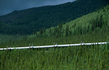 spruce_alaskan_pipeline_schwilk.jpg