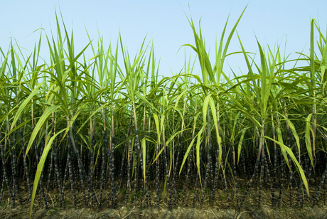 Photo of sugarcane