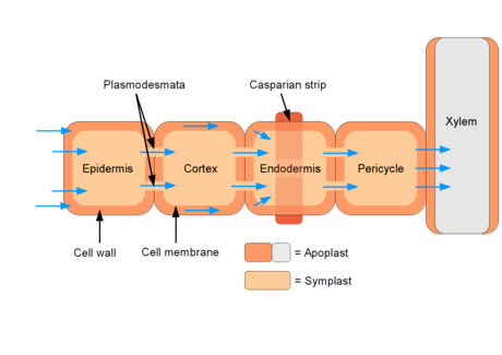 Diagram of symplastic and apoplastic water uptake by a plant root.