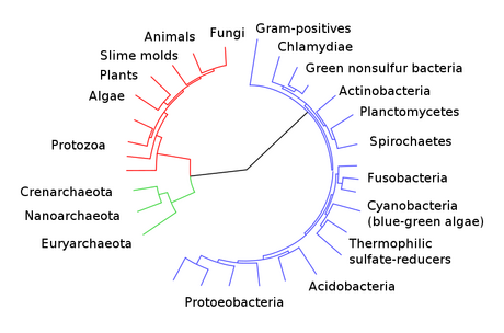 A Tree of Life, based on completely sequenced genomes. The image was generated using iTOL: Interactive Tree Of Life, an online phylogenetic tree viewer and Tree Of Life resource.