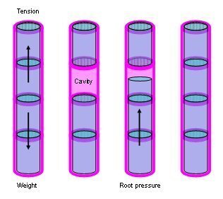 xylem_cavitation.jpg