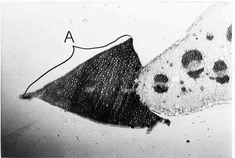 Transverse section of /Yucca campestris/ leaf margin