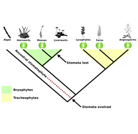 *Figure Removed:* See graphical abstract in Harris et al (2020) Phylogenomic Evidence for the Monophyly of Bryophytes and the Reductive Evolution of Stomata, Current Biology 30, 2001–2012. https://www.cell.com/current-biology/pdf/S0960-9822(20)30418-8.pdf