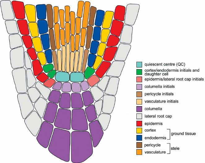 *Figure removed:*  See Stahl and Simon 2005: https://ijdb.ehu.eus/article/041929ys